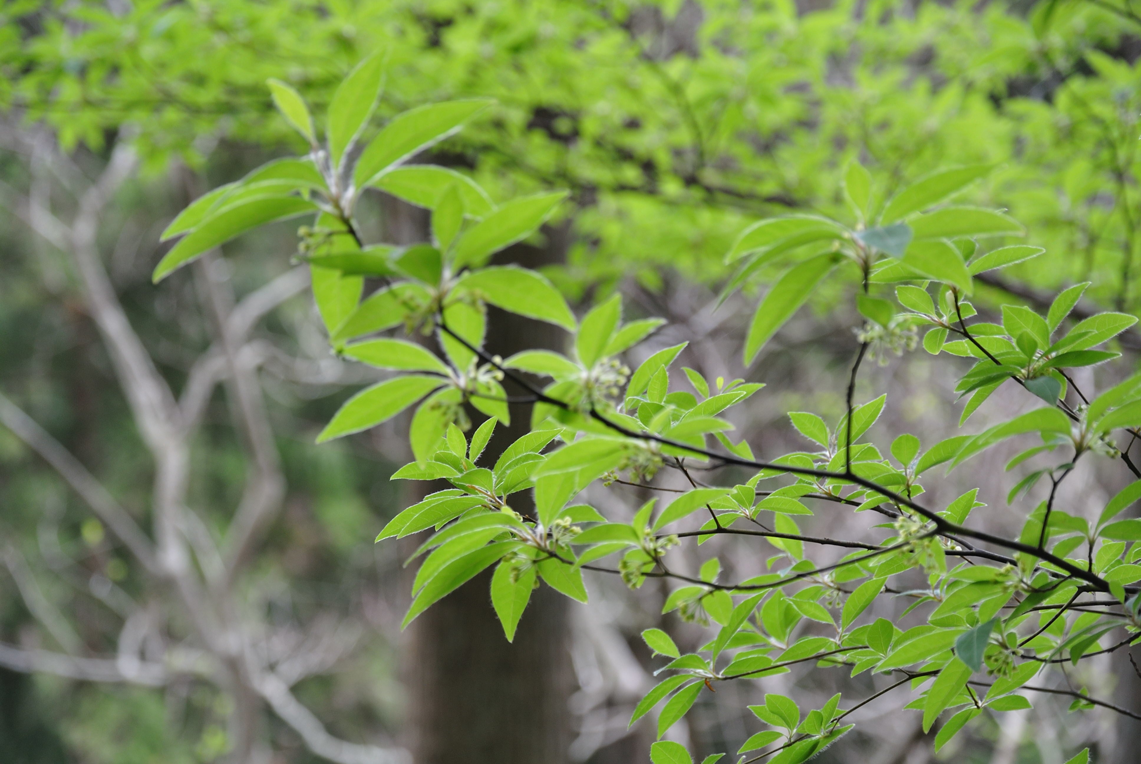 クロモジ – odai/cokage